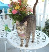 Squirrel the cat&nbsp;
