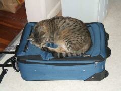 "If I sleep on her luggage, she won't leave again!" Squirrel 